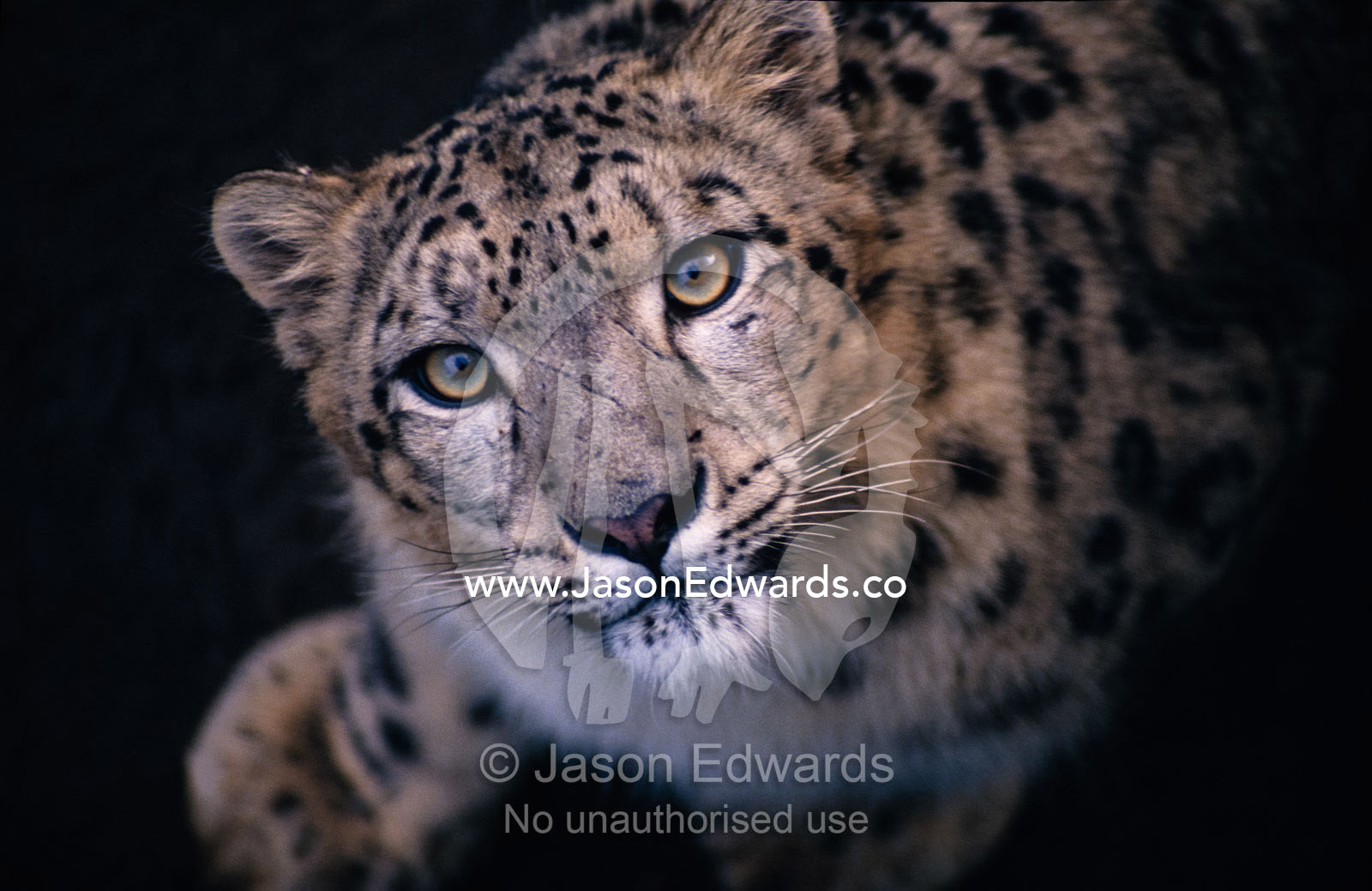 The curious, predatory stare of a female Snow Leopard stalking prey. Melbourne Zoo, Victoria, Australia.