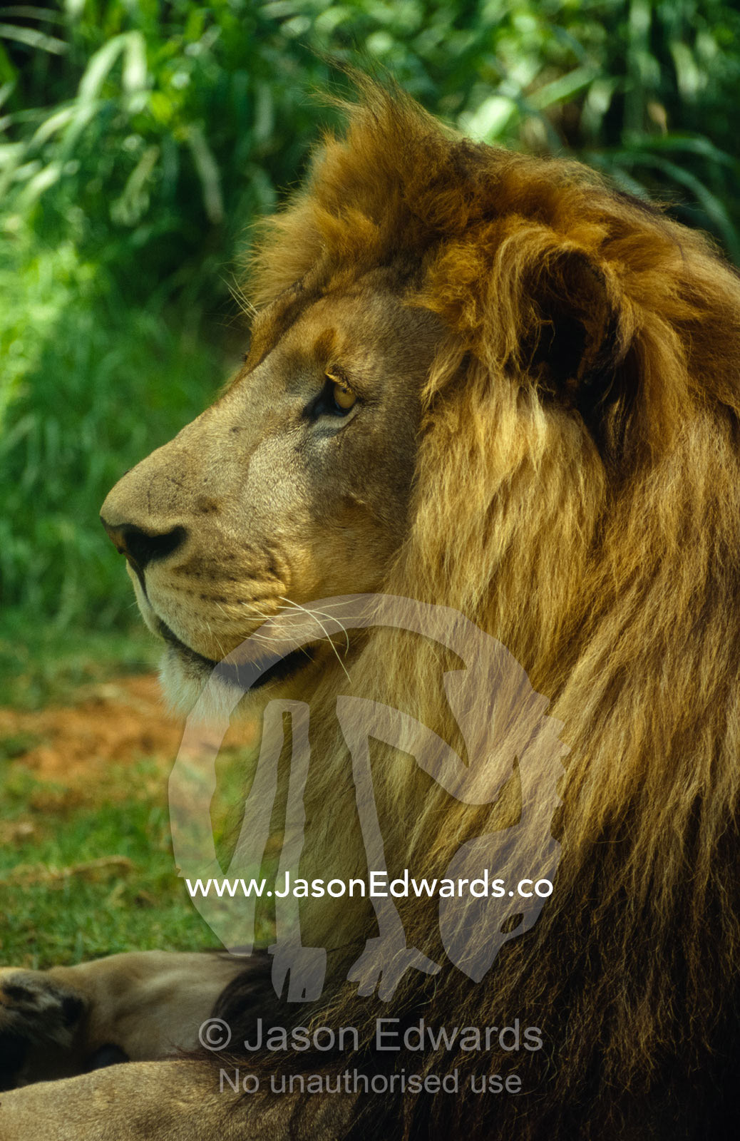 A majestic male Lion sits in the pose of the phoenix. Adelaide Zoo, South Australia, Australia.