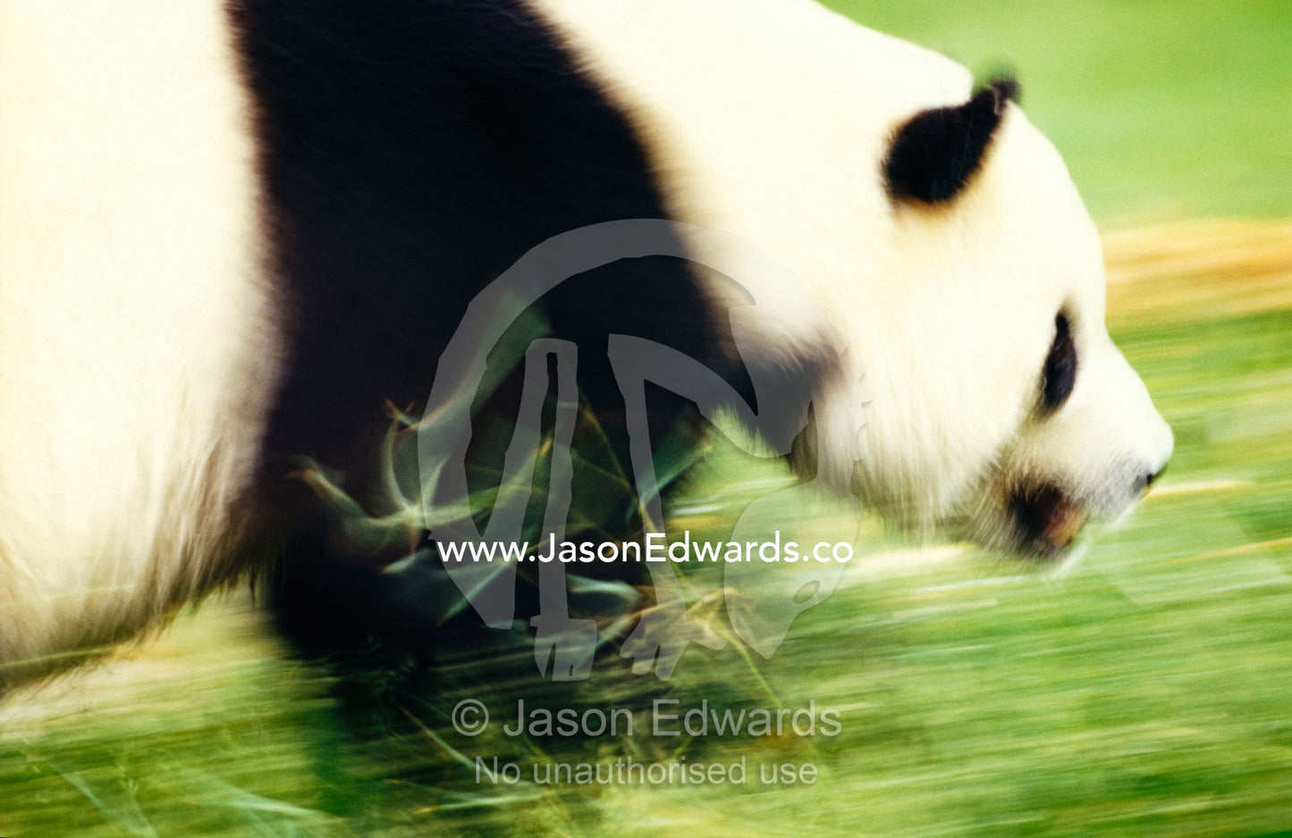 The black and white markings of a Giant Panda running through grass. National Zoo, Washington DC, United States of America.
