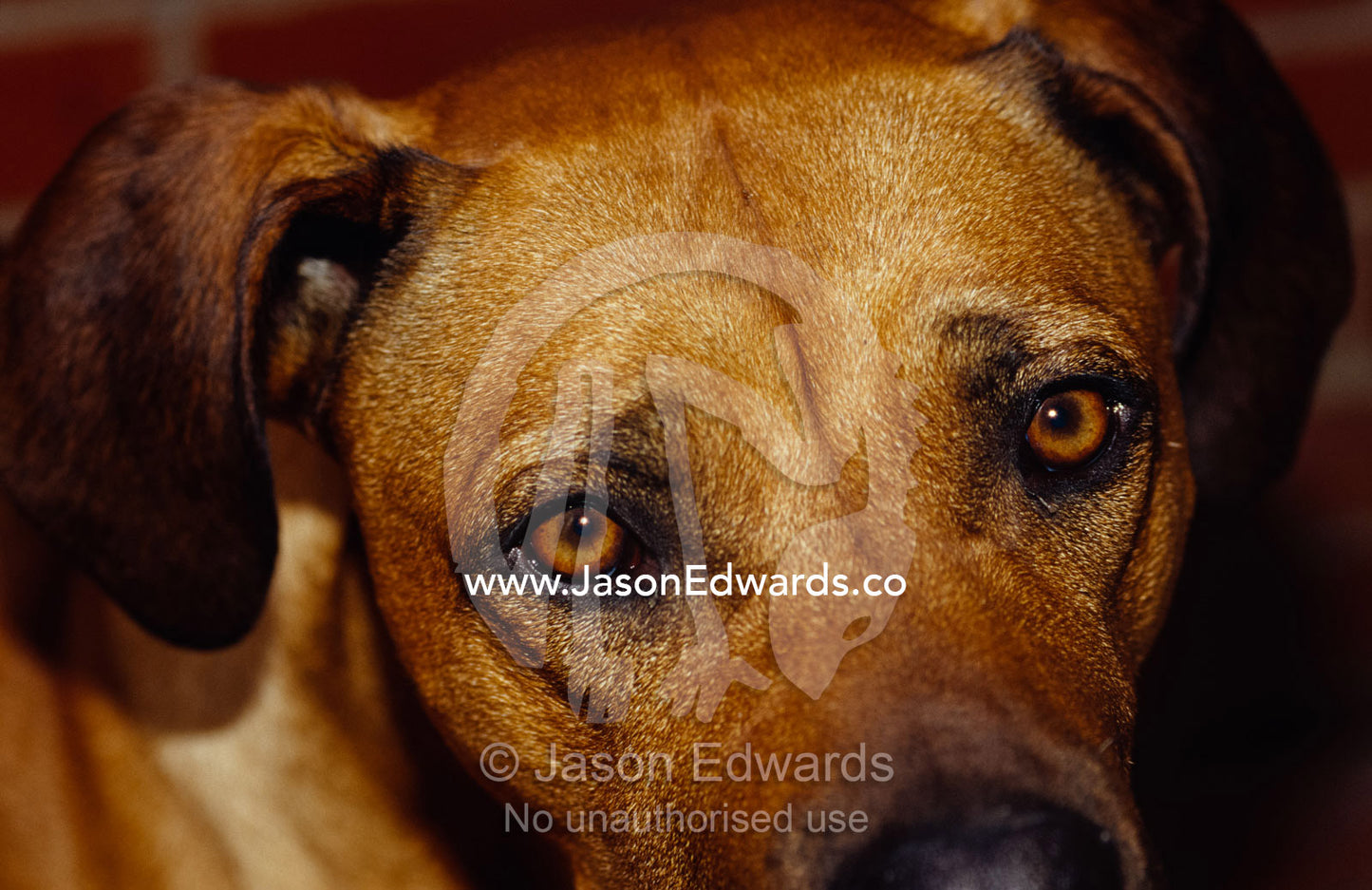 The beseeching stare of a Rhodesian Ridgeback dog. North Carlton, Victoria, Australia.