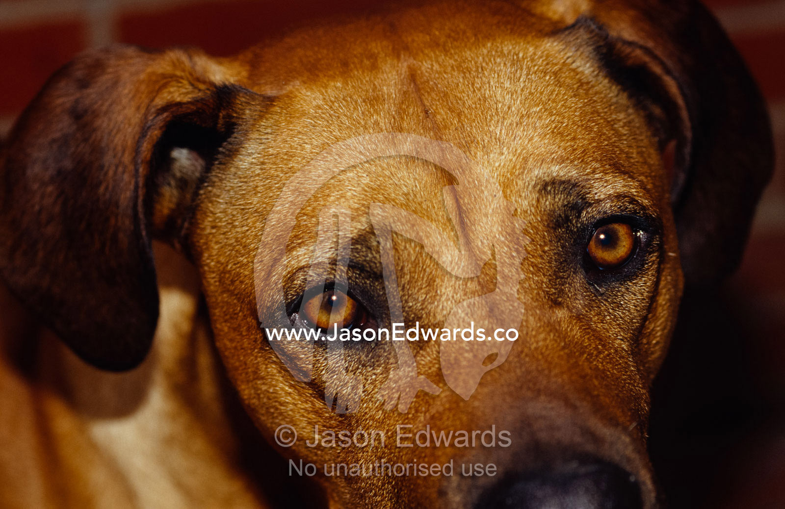 The beseeching stare of a Rhodesian Ridgeback dog. North Carlton, Victoria, Australia.