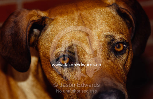 The beseeching stare of a Rhodesian Ridgeback dog. North Carlton, Victoria, Australia.