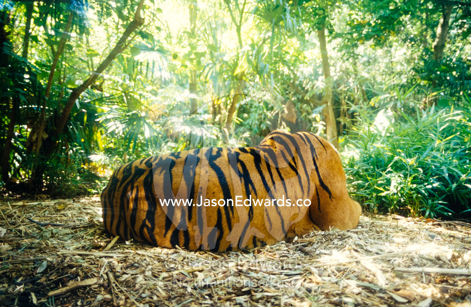 The back and powerful shoulders of an endangered Sumatran Tiger. Melbourne Zoo, Victoria, Australia.