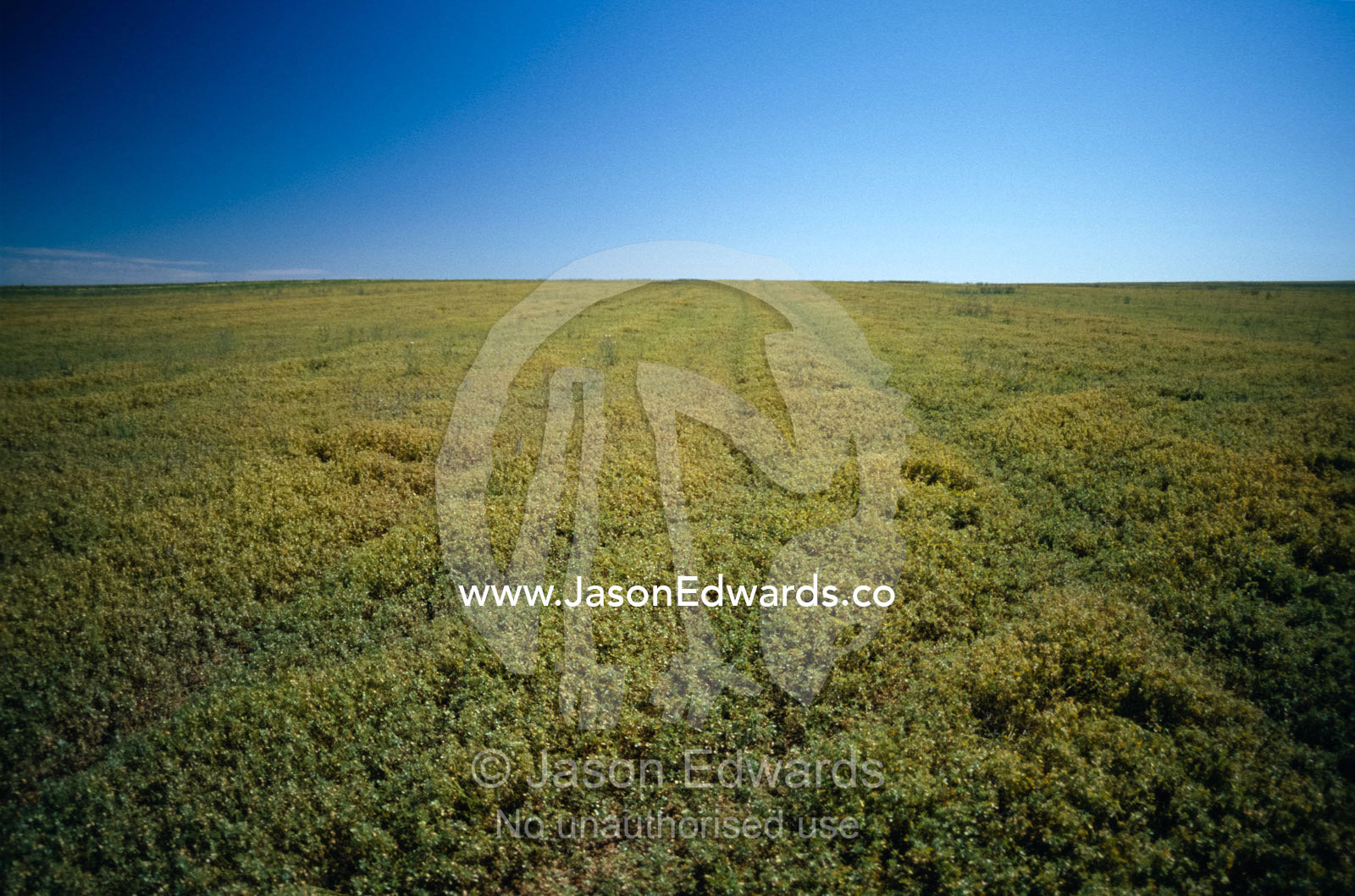 A vast Field Pea crop stretches to the horizon beneath a blue sky. Wudinna, South Australia, Australia.