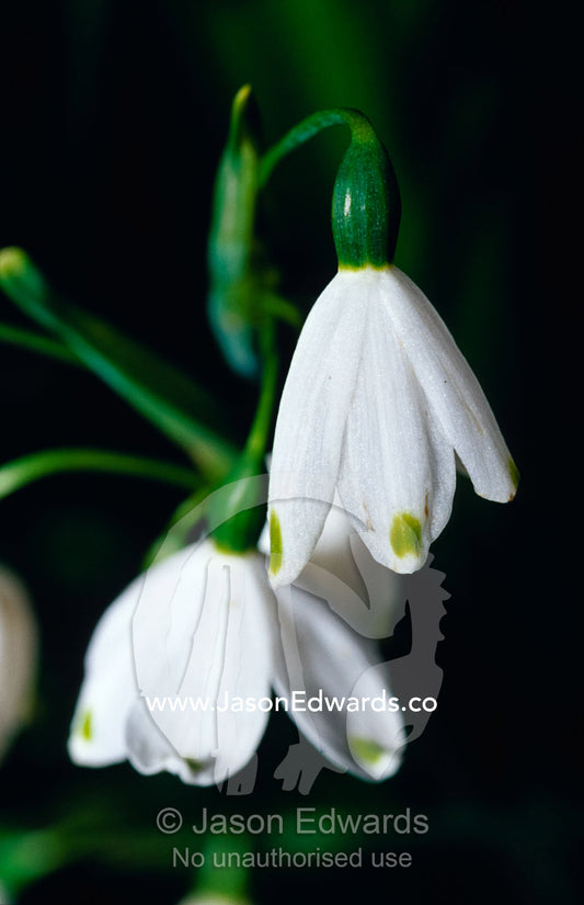 Tiny snowdrop flowers with delicate white petals emerge in the Spring. Jamieson, Victoria, Australia.