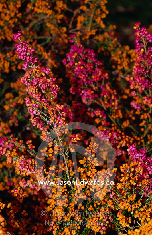The dense clusters of flowers on an Erica shrub. Jamieson, Victoria, Australia
