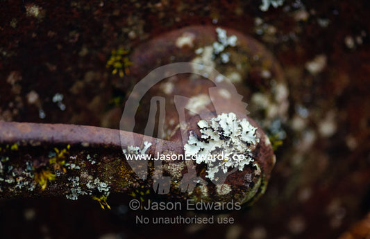 Lichen grows on an antique plough wheel bracket in the mountains. Jamieson, Victoria, Australia