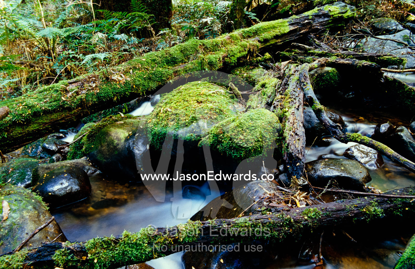 A cool tempterate rainforest with Myrtle Beech and Soft Tree Fern. Cement Creek, Yarra Ranges National Park, Victoria, Australia.