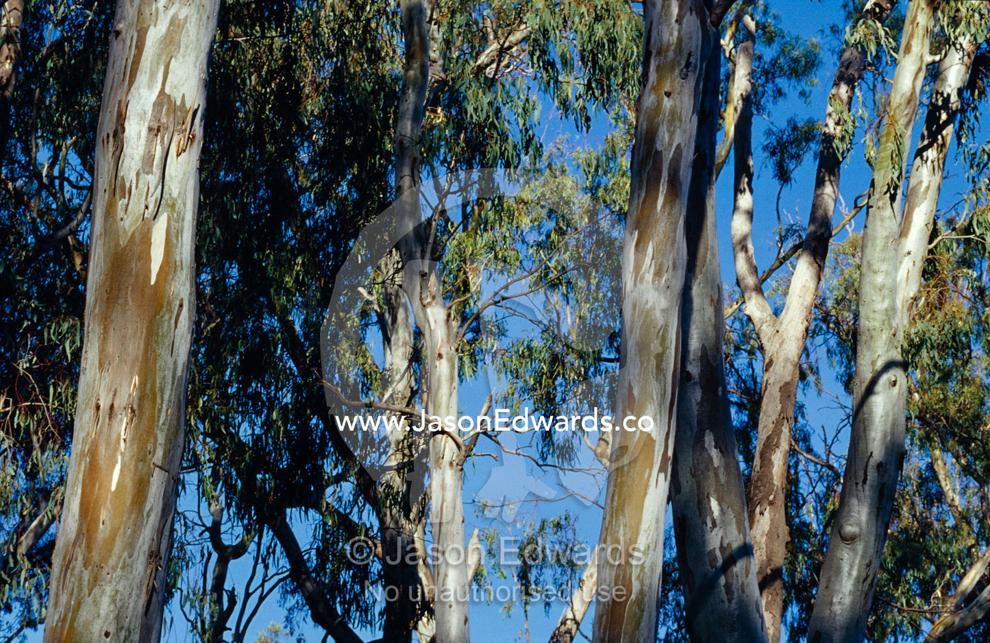 The trunks and canopy of River Red Gums lining a forest stream. Bullatail Creek, Mundiwa Station, New South Wales, Australia.