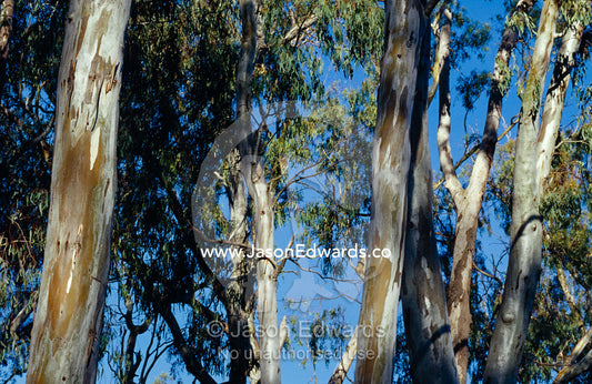 The trunks and canopy of River Red Gums lining a forest stream. Bullatail Creek, Mundiwa Station, New South Wales, Australia.