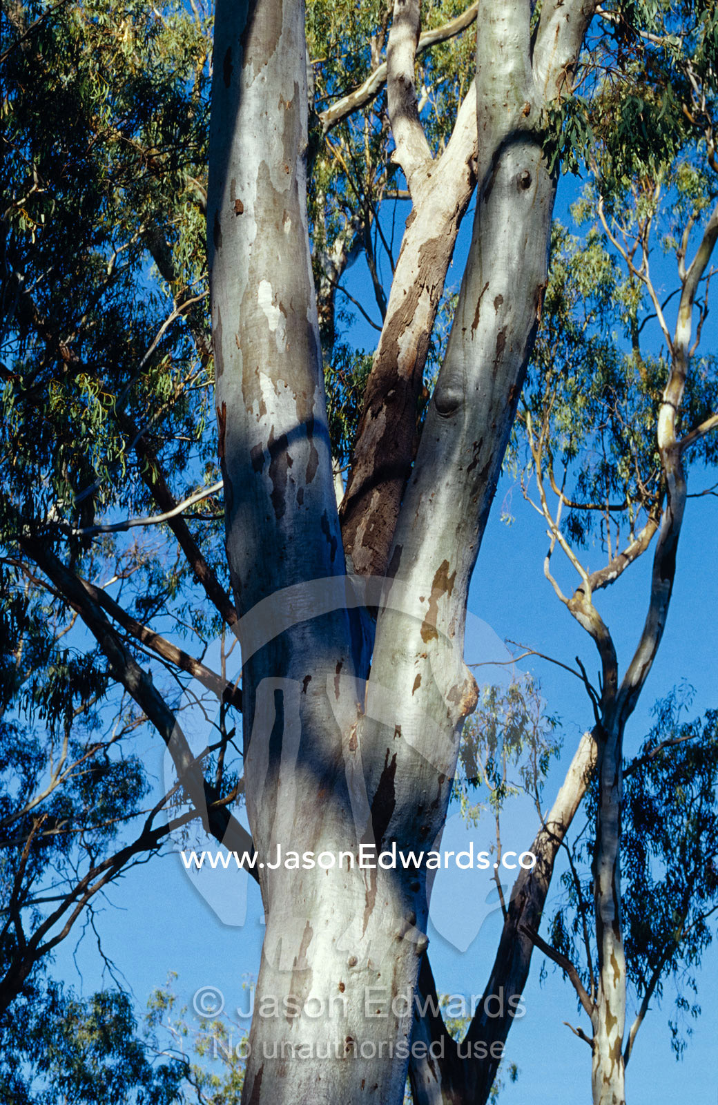 The trunks and canopy of River Red Gums lining a forest stream. Bullatail Creek, Mundiwa Station, New South Wales, Australia.
