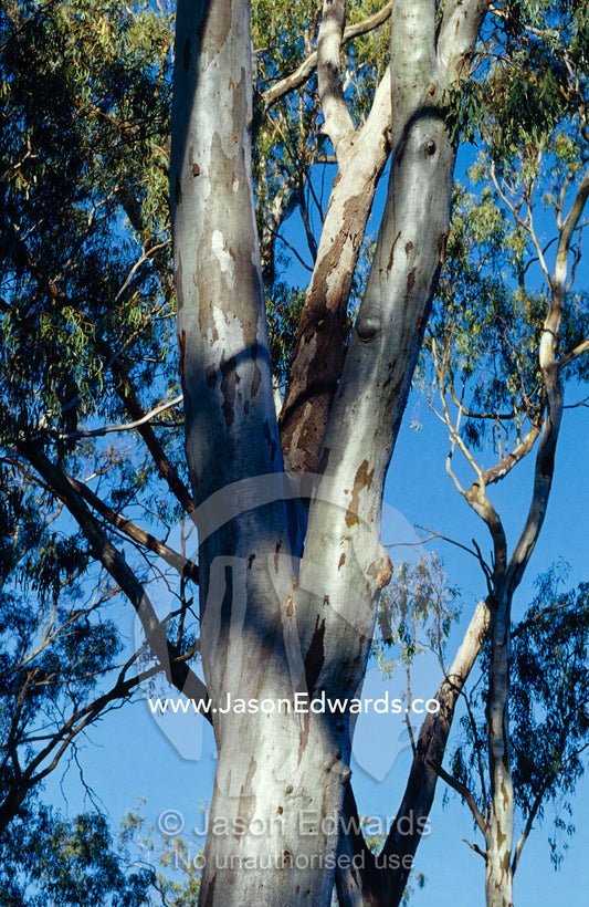 The trunks and canopy of River Red Gums lining a forest stream. Bullatail Creek, Mundiwa Station, New South Wales, Australia.