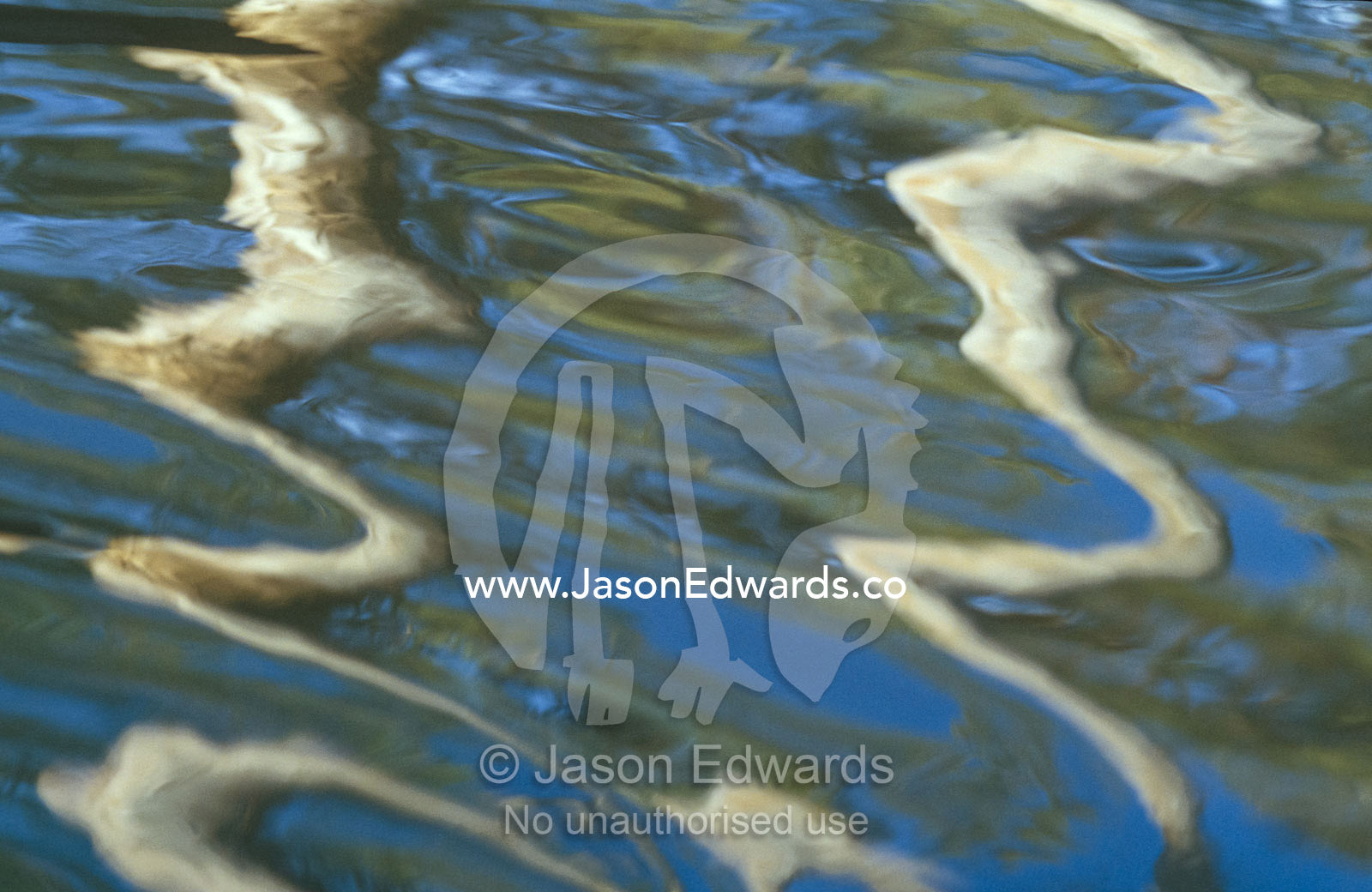 The trunks of River Red Gums reflected in a forest stream. Bullatail Creek, Mundiwa Station, New South Wales, Australia