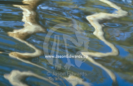 The trunks of River Red Gums reflected in a forest stream. Bullatail Creek, Mundiwa Station, New South Wales, Australia