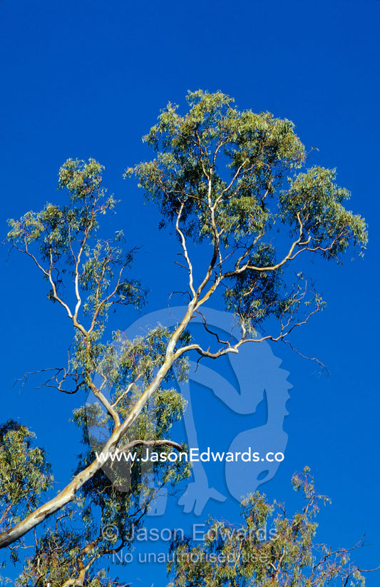 The trunks and canopy of River Red Gums lining a forest stream. Bullatail Creek, Mundiwa Station, New South Wales, Australia.