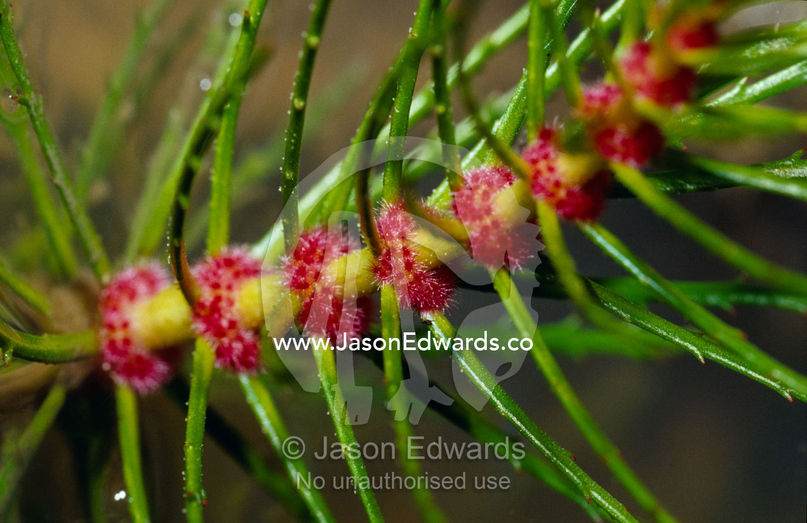 Tiny bright red flowers cluster around the stem of an aquatic plant. Bullatail Creek, Mundiwa Station, New South Wales, Australia.