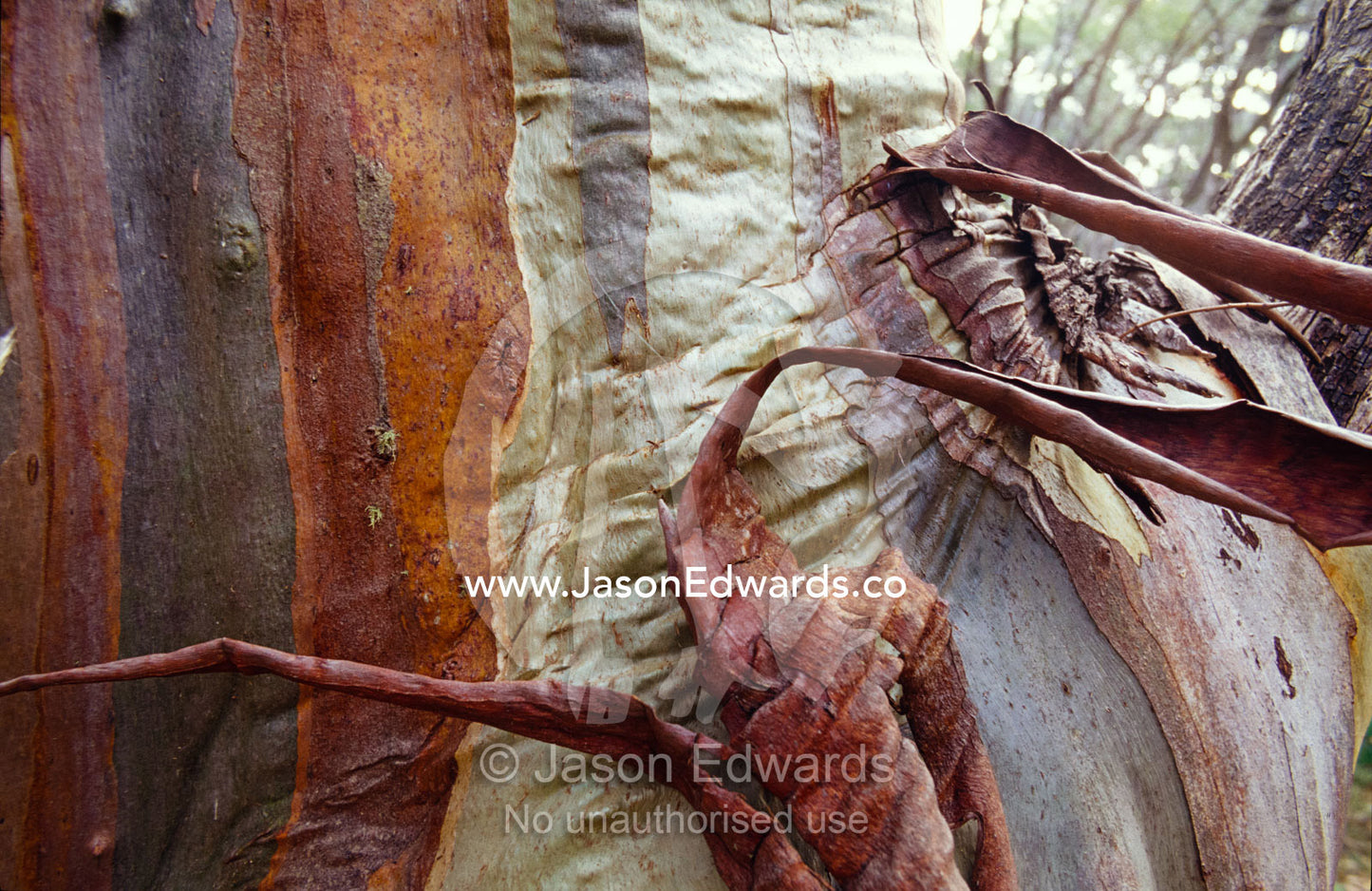 A colorful twisted and folded snow gum tree trunk shedding it's bark. Lake Mountain National Park, Victoria, Australia.