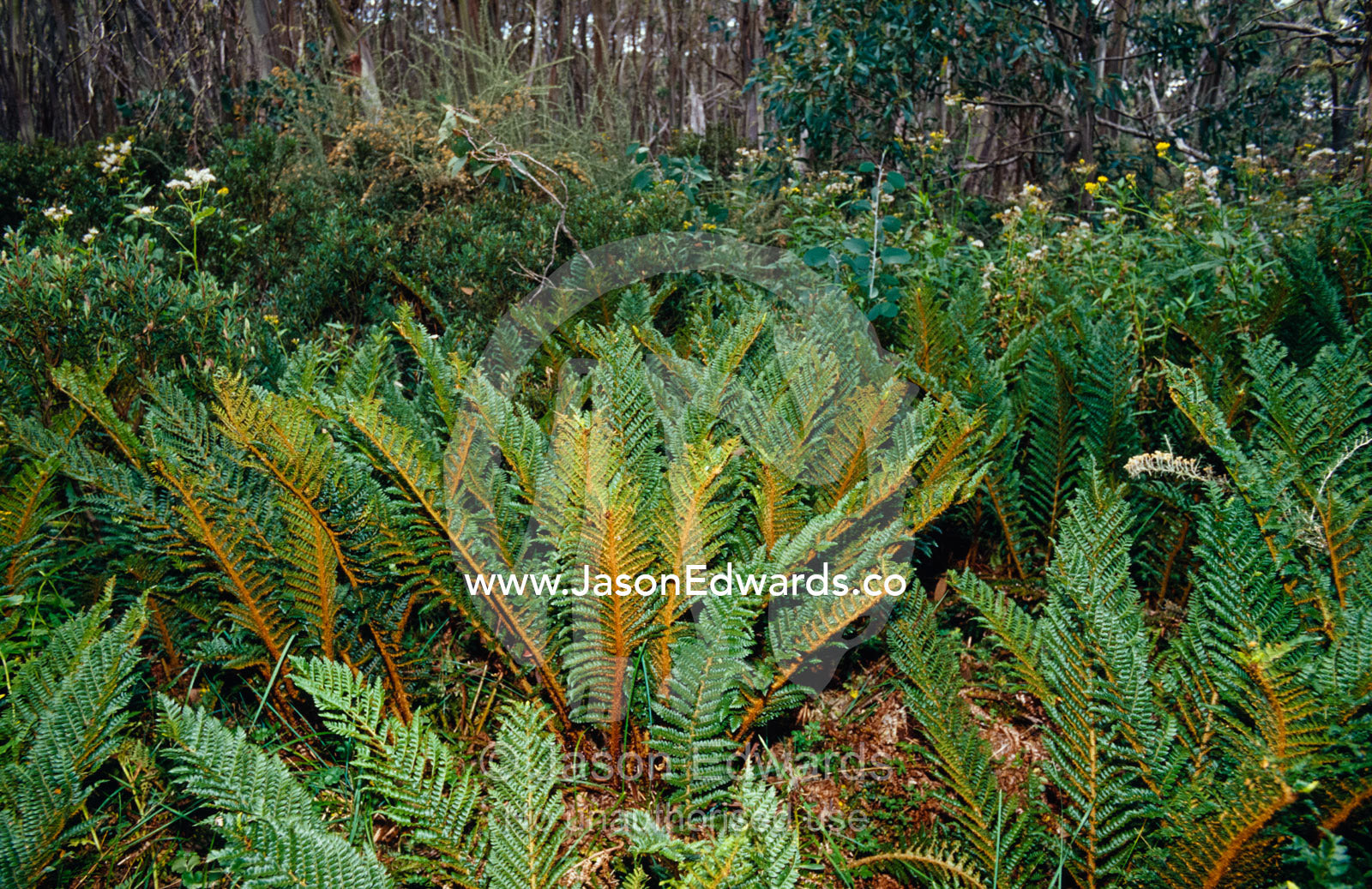Mother Shield Fern grows into colonies from plantlets on the fronds. Lake Mountain National Park, Victoria, Australia