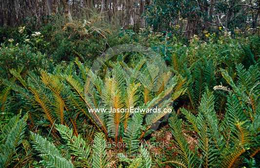 Mother Shield Fern grows into colonies from plantlets on the fronds. Lake Mountain National Park, Victoria, Australia