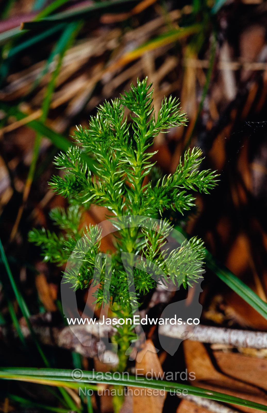 A tiny alpine clubmoss emerges from leaf litter on the forest floor. Lake Mountain National Park, Victoria, Australia.