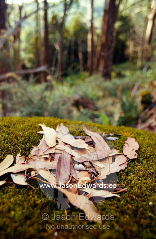 A small pile of dry leaves fallen onto a moss covered granite boulder. Lake Mountain National Park, Victoria, Australia.