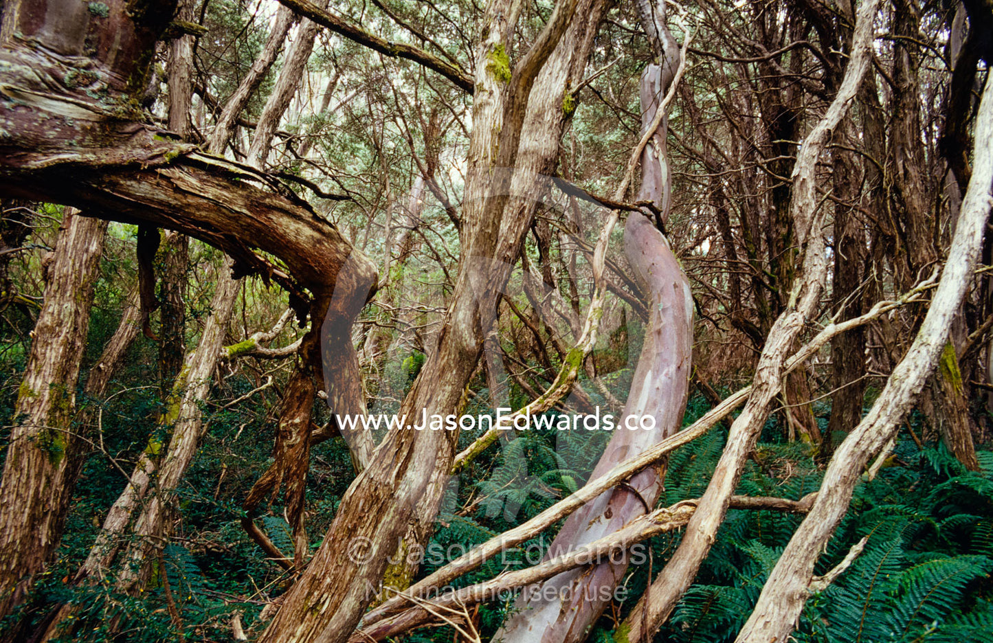 A dense forest of Snow Gum and Tea Tree on a summer's day. Lake Mountain National Park, Victoria, Australia.