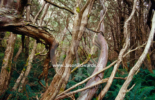 A dense forest of Snow Gum and Tea Tree on a summer's day. Lake Mountain National Park, Victoria, Australia.