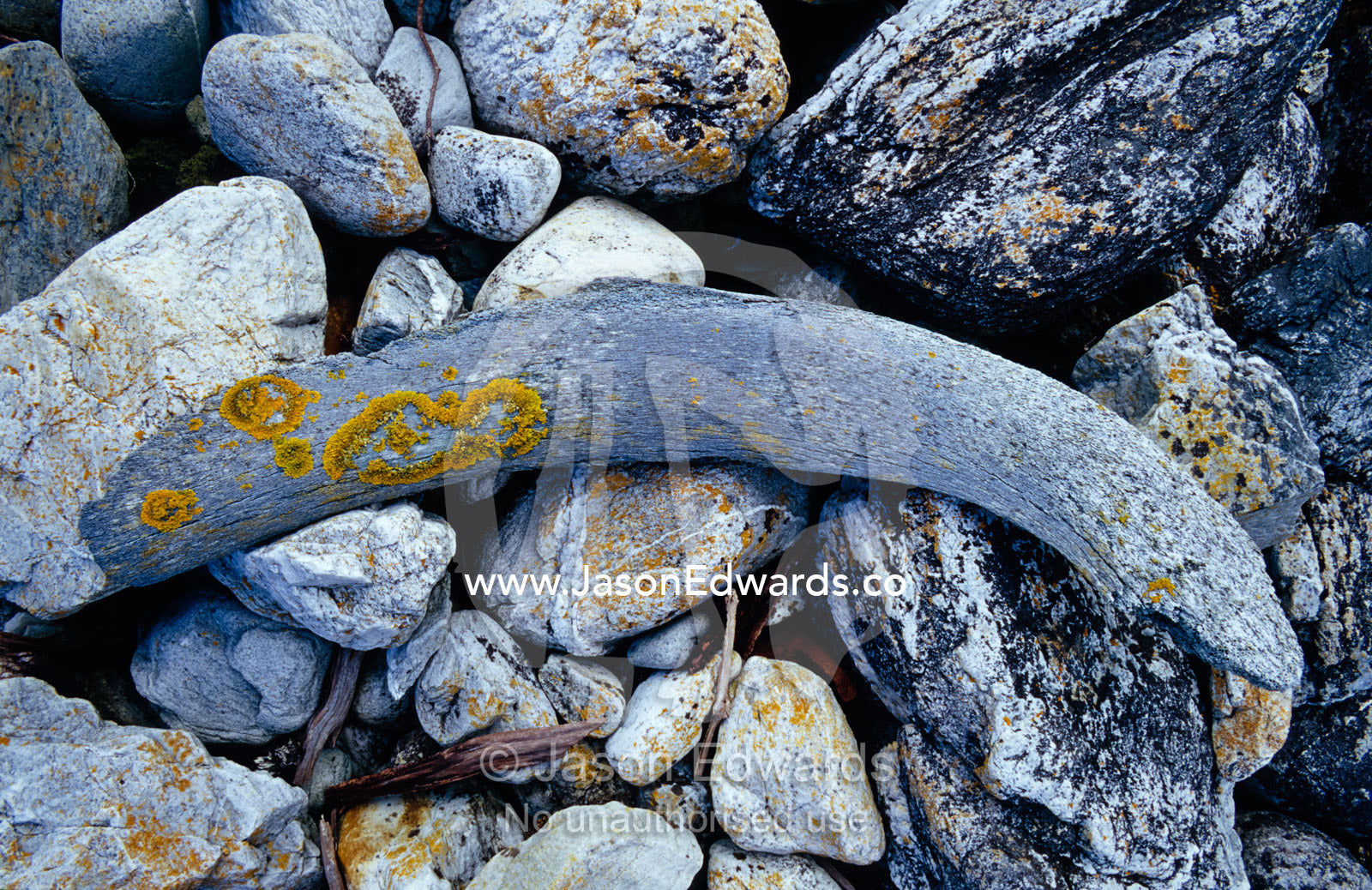 A lichen encrusted short-finned pilot whale rib bone on a rocky beach. South West Conservation Area Tasmania, Australia.