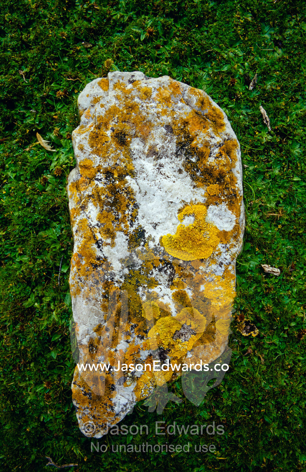 A lichen encrusted coastal rock resting on a green bed of succulents. South West Conservation Area Tasmania, Australia.