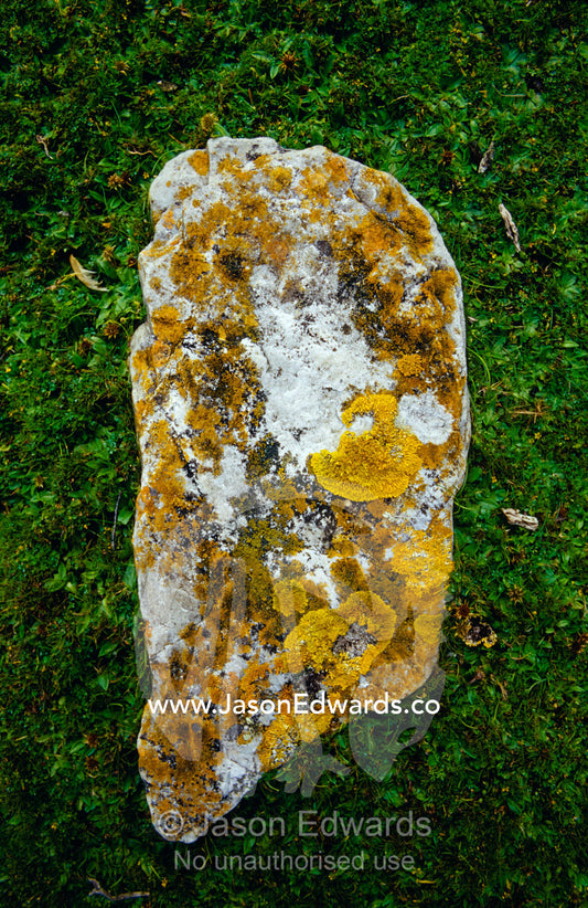 A lichen encrusted coastal rock resting on a green bed of succulents. South West Conservation Area Tasmania, Australia.