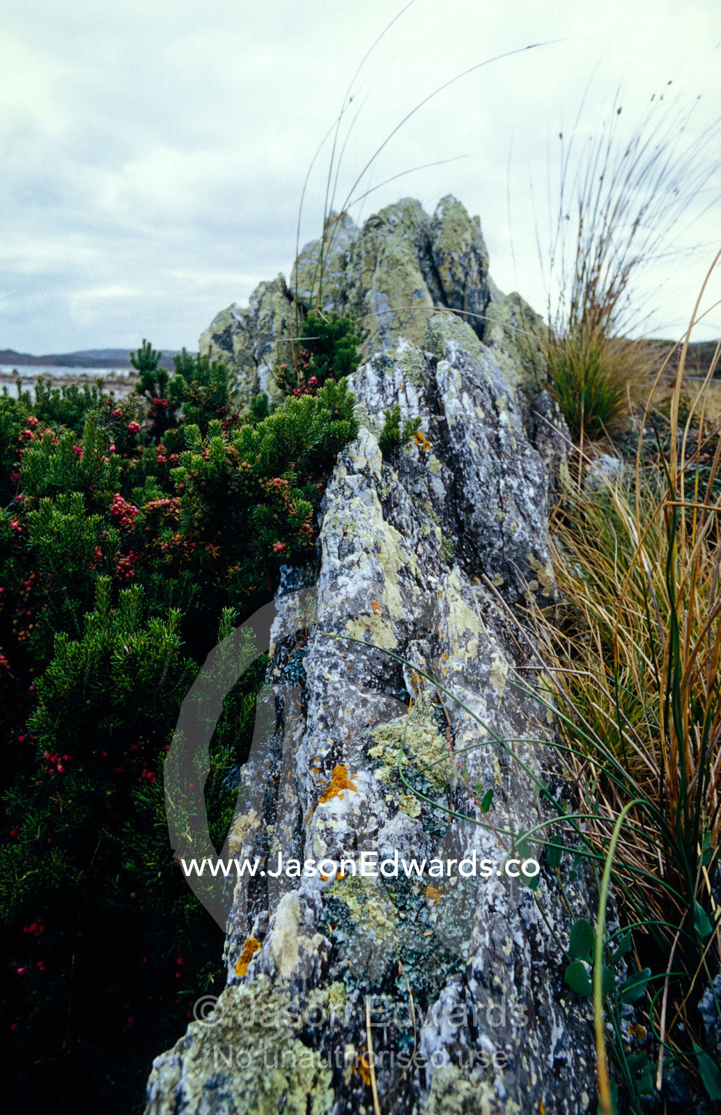 A lichen encrusted granite outcrop on a windswept coastline. South West Conservation Area Tasmania, Australia.