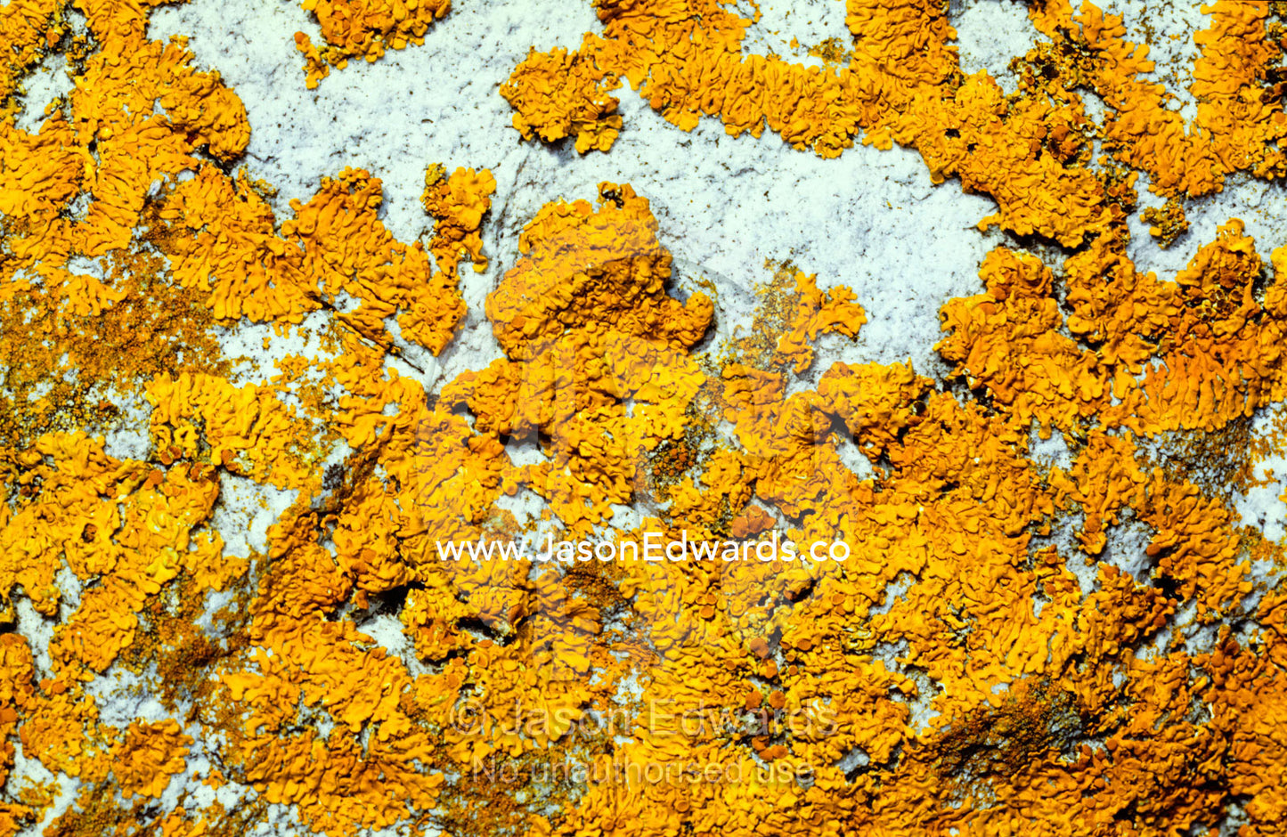 Bright yellow lichens adorn granite coastal rocks. South West Conservation Area Tasmania, Australia.
