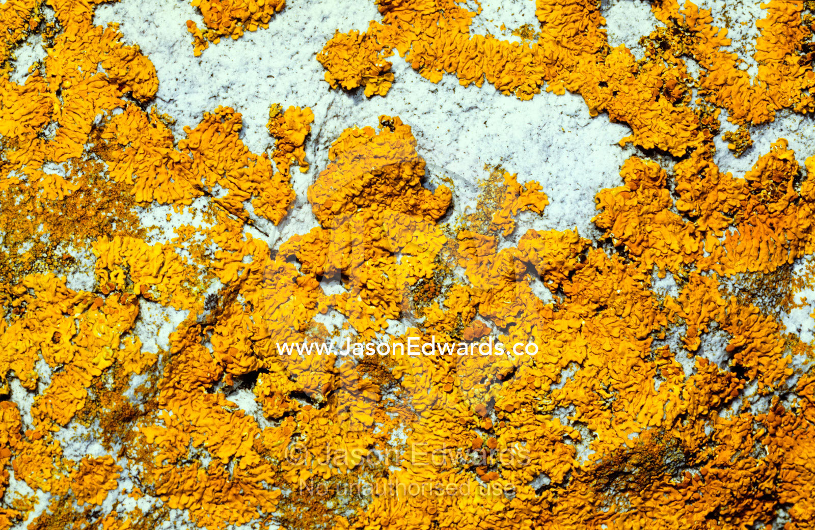 Bright yellow lichens adorn granite coastal rocks. South West Conservation Area Tasmania, Australia.