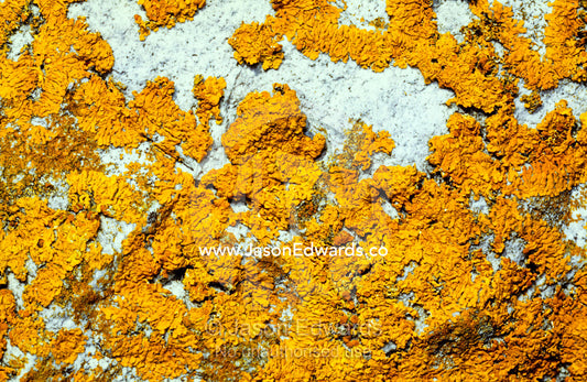 Bright yellow lichens adorn granite coastal rocks. South West Conservation Area Tasmania, Australia.