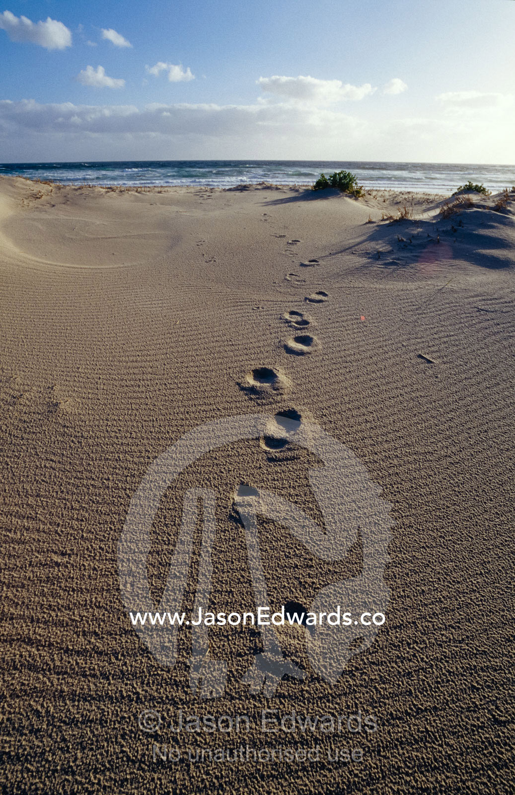 Human foot prints cross a sand dune on a remote beach. South West Conservation Area Tasmania, Australia.