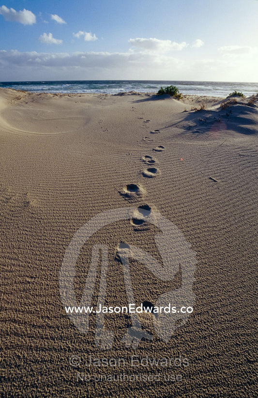 Human foot prints cross a sand dune on a remote beach. South West Conservation Area Tasmania, Australia.