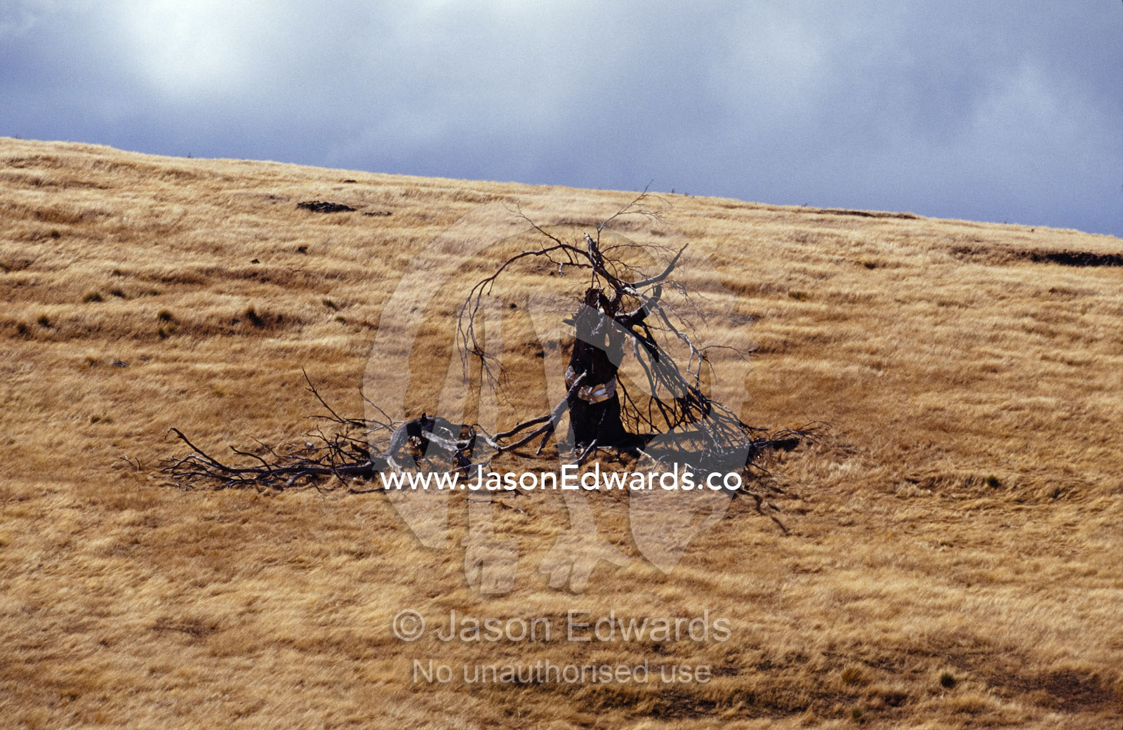 Farmland destroyed by drought, over grazing and erosion. Central Tasmania, Australia.