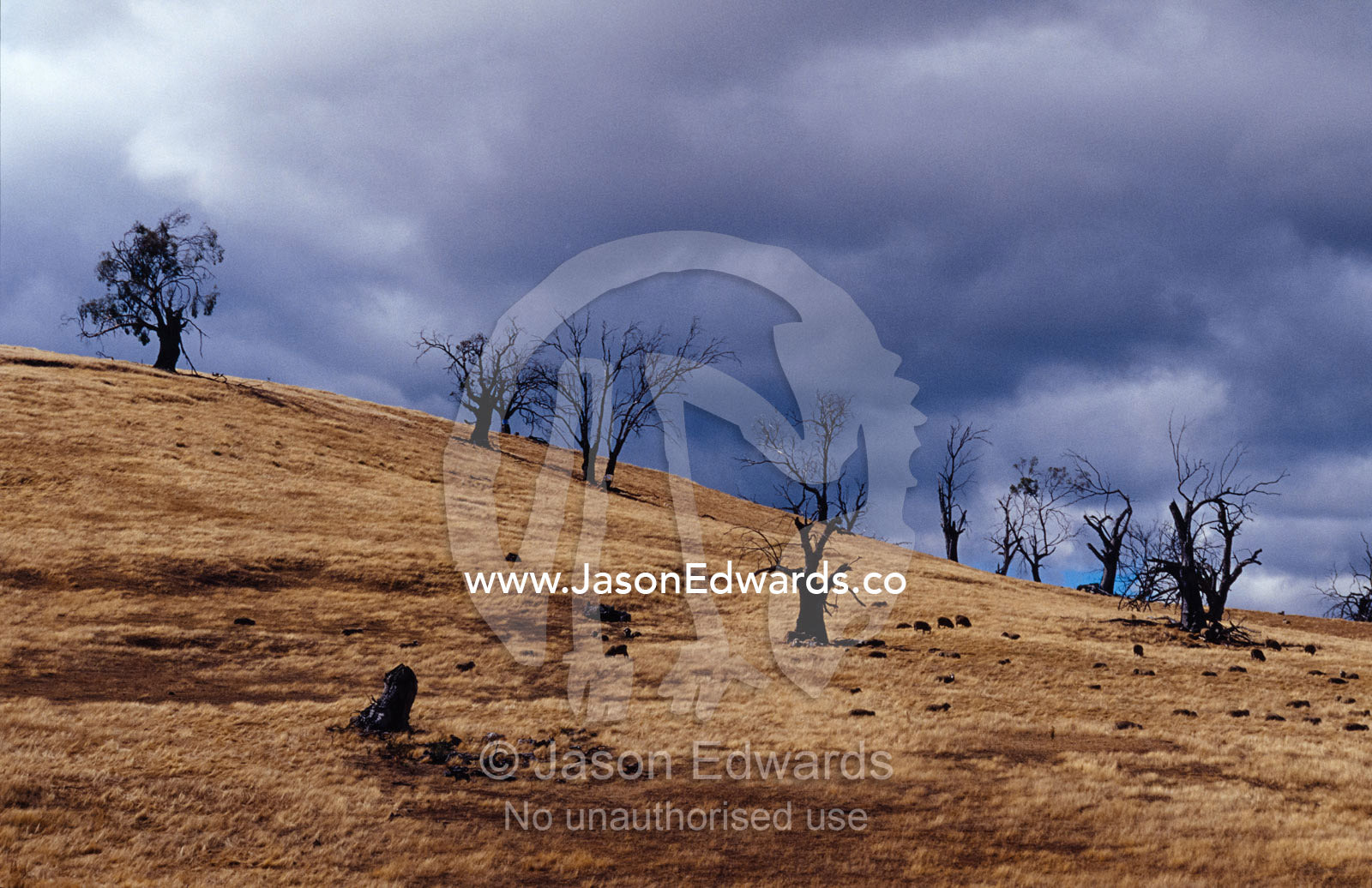 Farmland destroyed by drought, over grazing and erosion. Central Tasmania, Australia