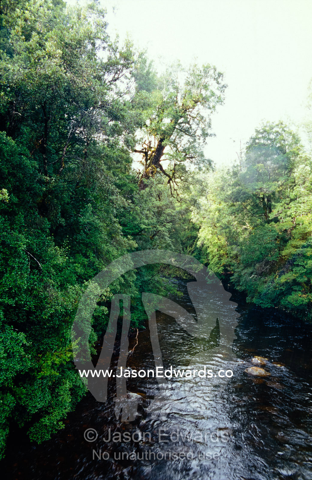 cool temperate rainforest line the shores of the rugged Franklin River Central Tasmania, Australia.