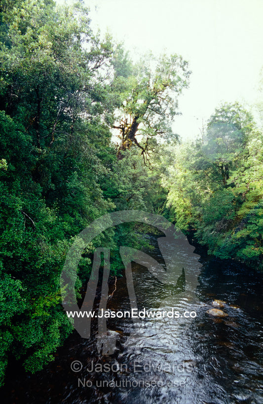 cool temperate rainforest line the shores of the rugged Franklin River Central Tasmania, Australia.