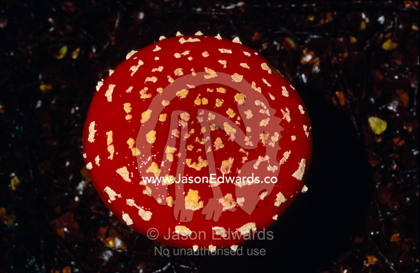The introduced bright red Fly Agaric Fungi, Amanita muscaria. Tarkine Wilderness Area, Tasmania, Australia.