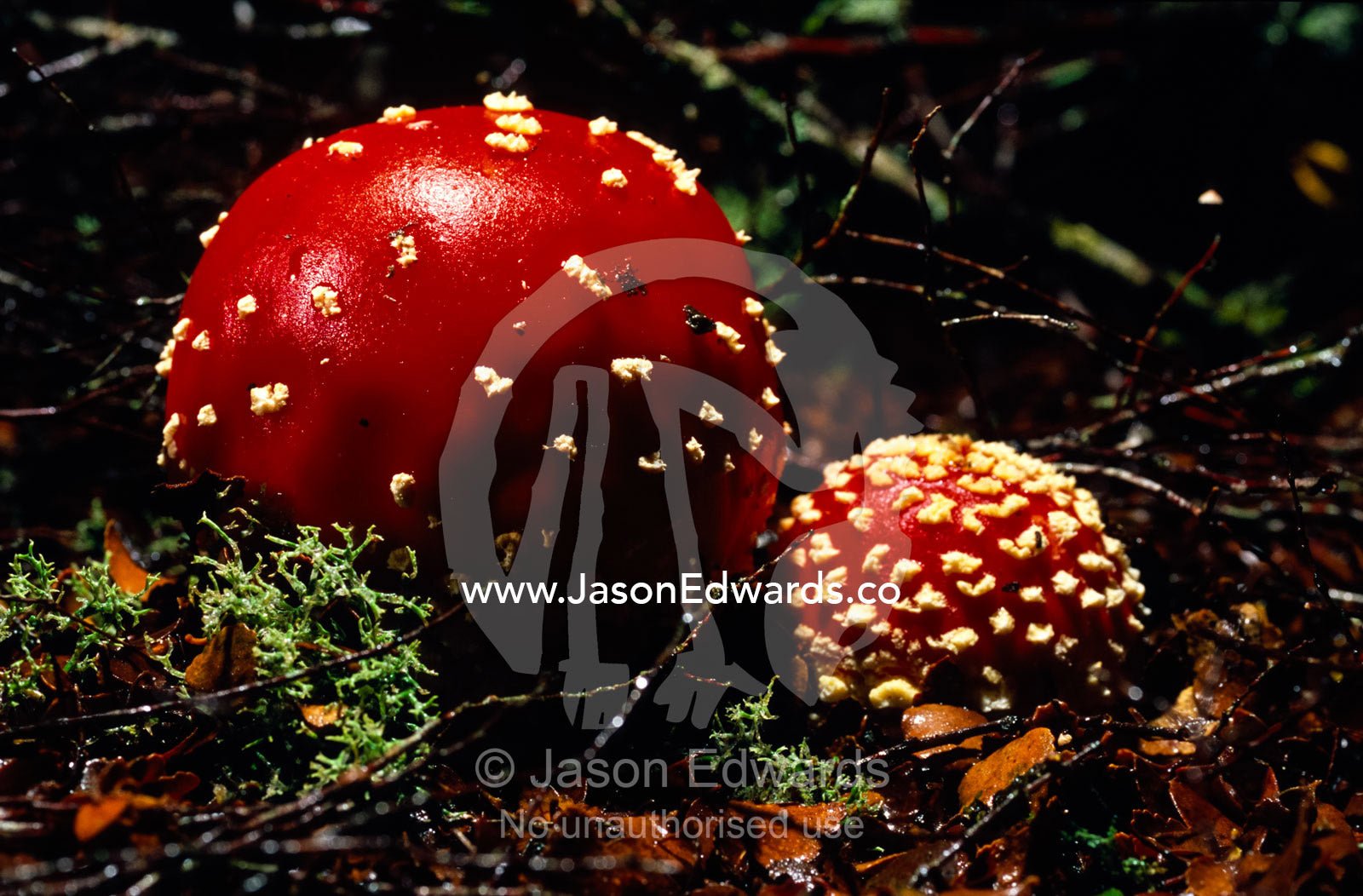 The introduced bright red Fly Agaric Fungi, Amanita muscaria. Tarkine Wilderness Area, Tasmania, Australia.