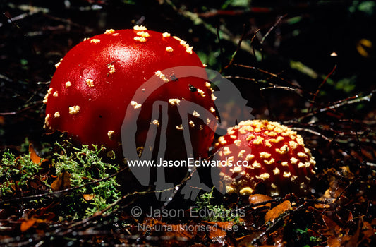 The introduced bright red Fly Agaric Fungi, Amanita muscaria. Tarkine Wilderness Area, Tasmania, Australia.