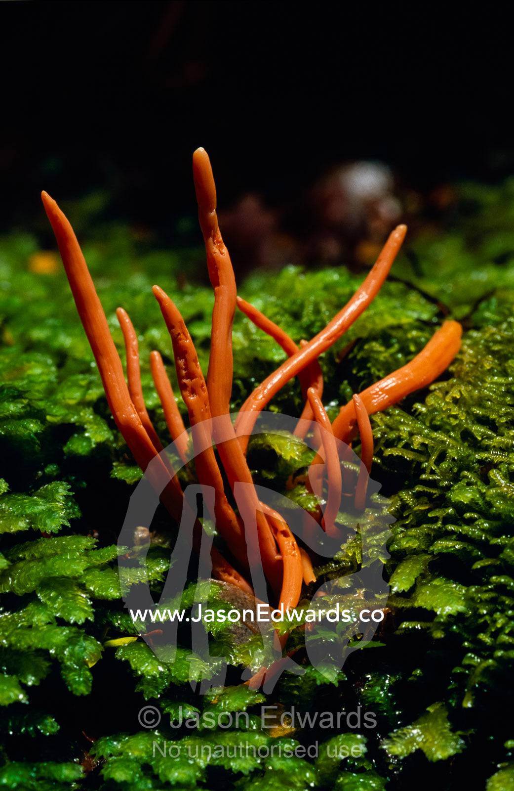 A bright orange Clavaria miniata Coral Fungi emerging from bryophytes. Tarkine Wilderness Area, Tasmania, Australia.