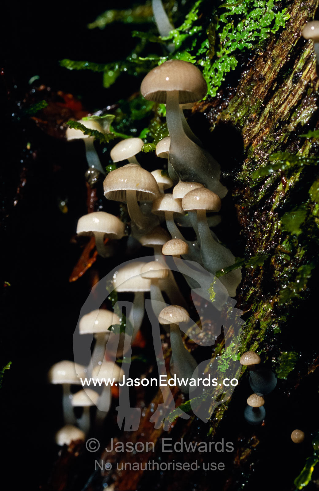 A colony of Mycena austrororida Mushrooms with slime covered stems. Tarkine Wilderness Area, Tasmania, Australia.