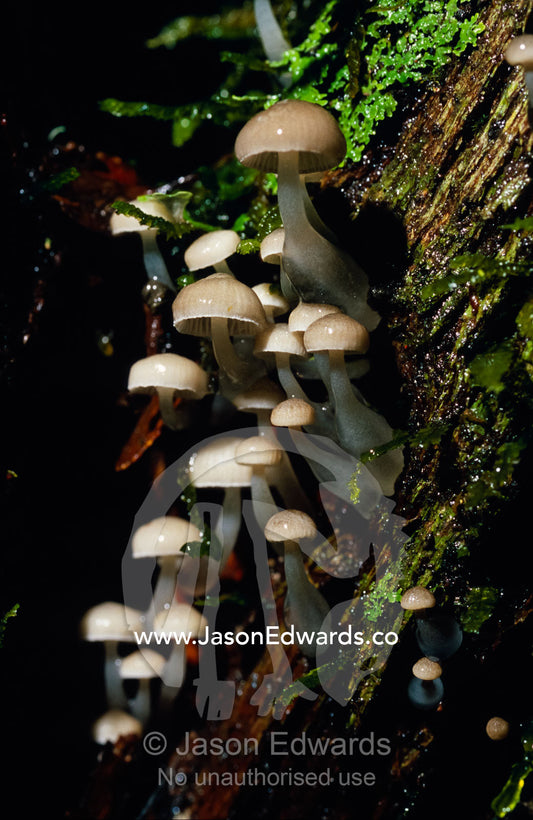 A colony of Mycena austrororida Mushrooms with slime covered stems. Tarkine Wilderness Area, Tasmania, Australia.
