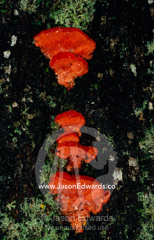 Bright red Aurantiporus pulcherrimus bracket fungi on a Myrtle Beech. Tarkine Wilderness Area, Tasmania, Australia.