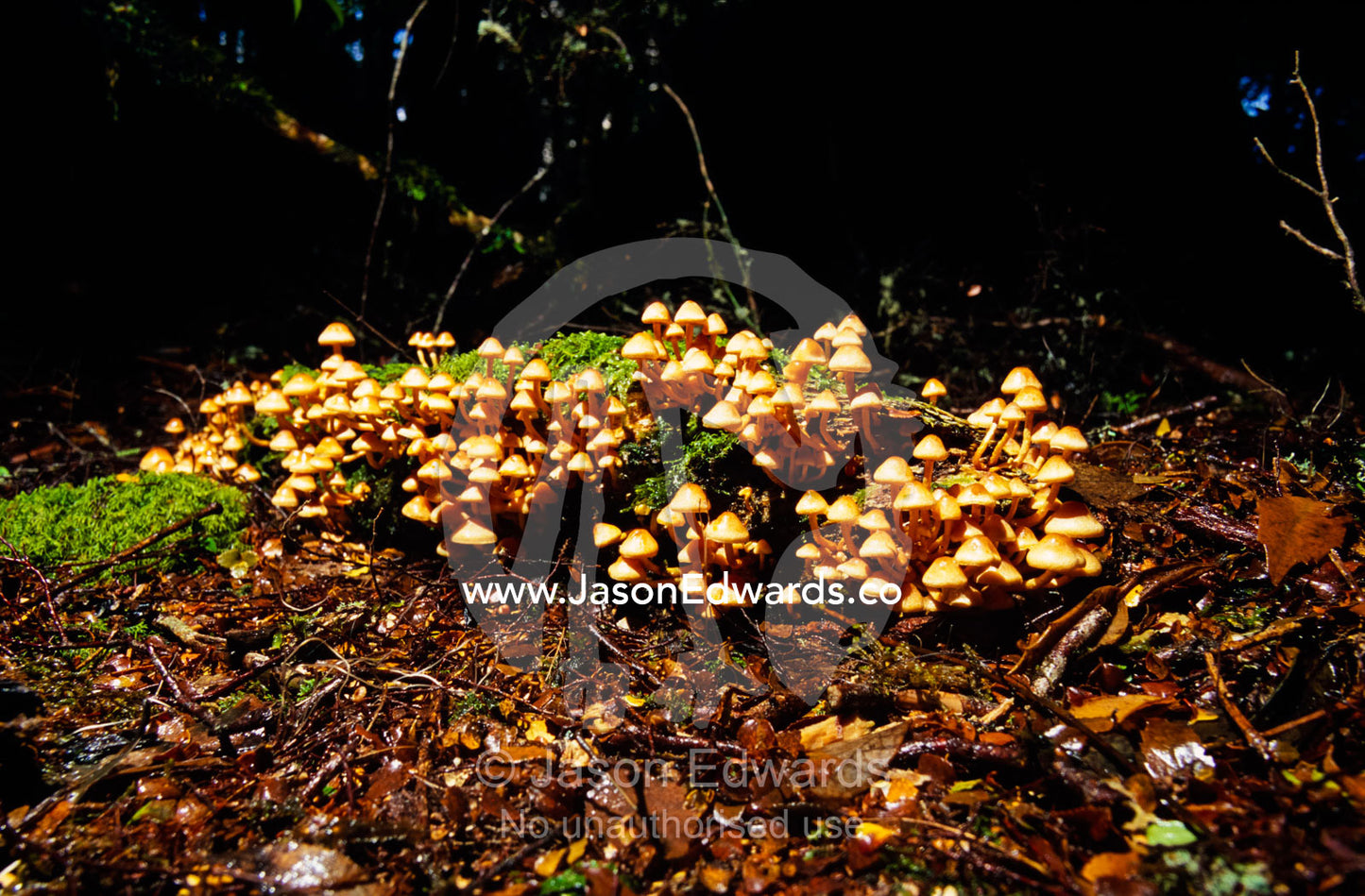 A Hypholoma Mushroom colony on a cool temperate rainforest floor. Tarkine Wilderness Area, Tasmania, Australia.