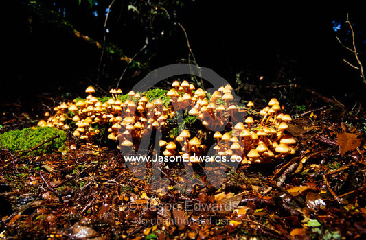 A Hypholoma Mushroom colony on a cool temperate rainforest floor. Tarkine Wilderness Area, Tasmania, Australia.
