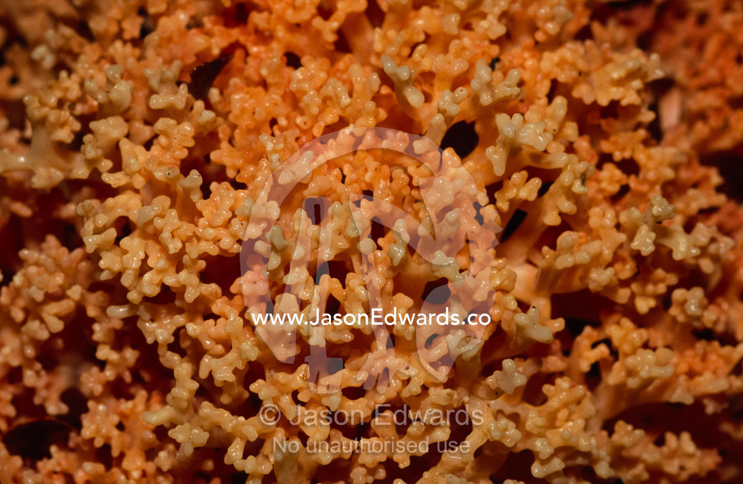 A Ramaria Coral Fungi growing on the floor of a Beech Tree forest. Tarkine Wilderness Area, Tasmania, Australia.